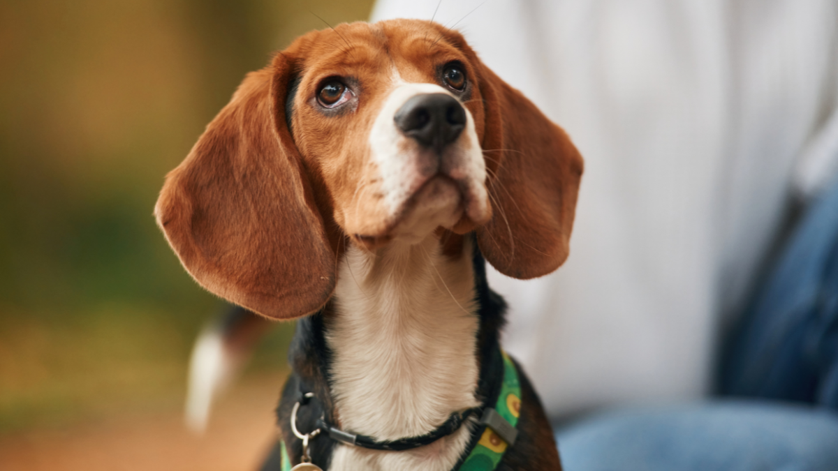 Beagle