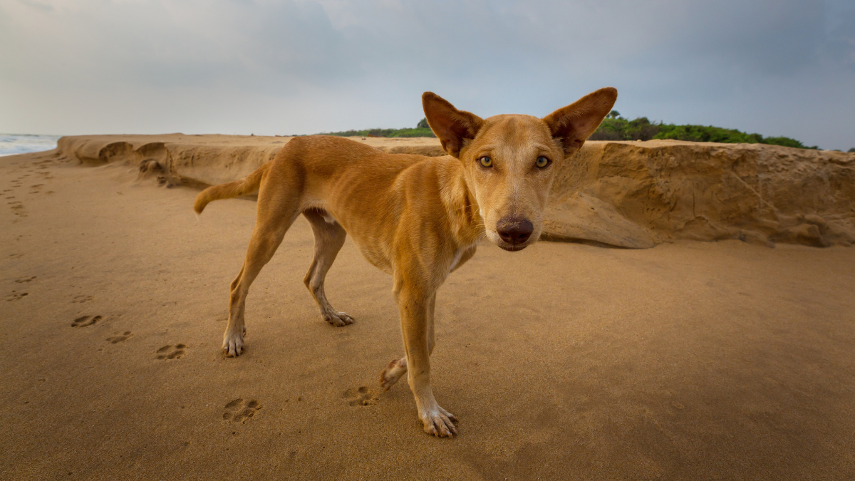 Cão Desi