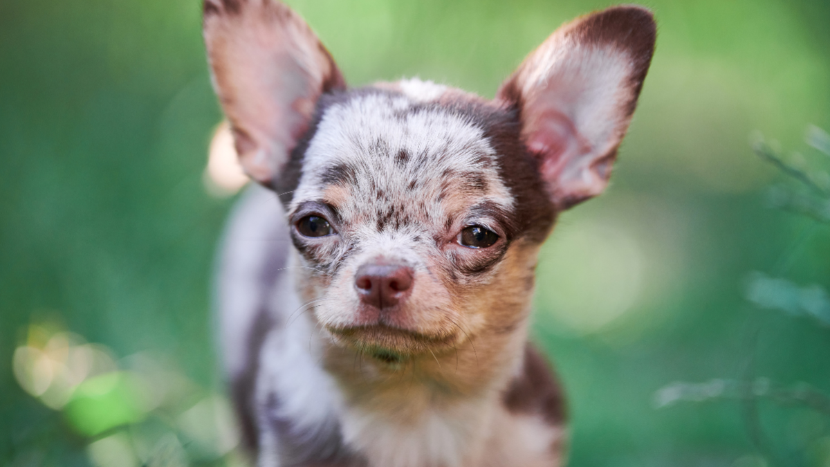 Chihuahua
