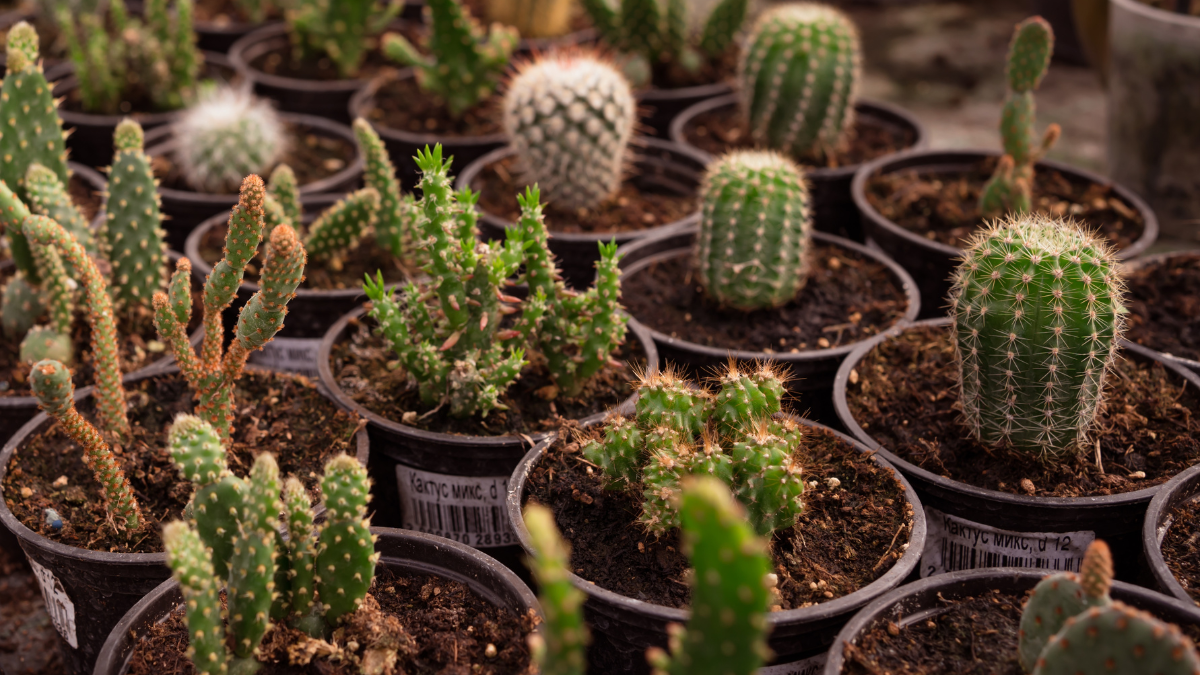 Cactos