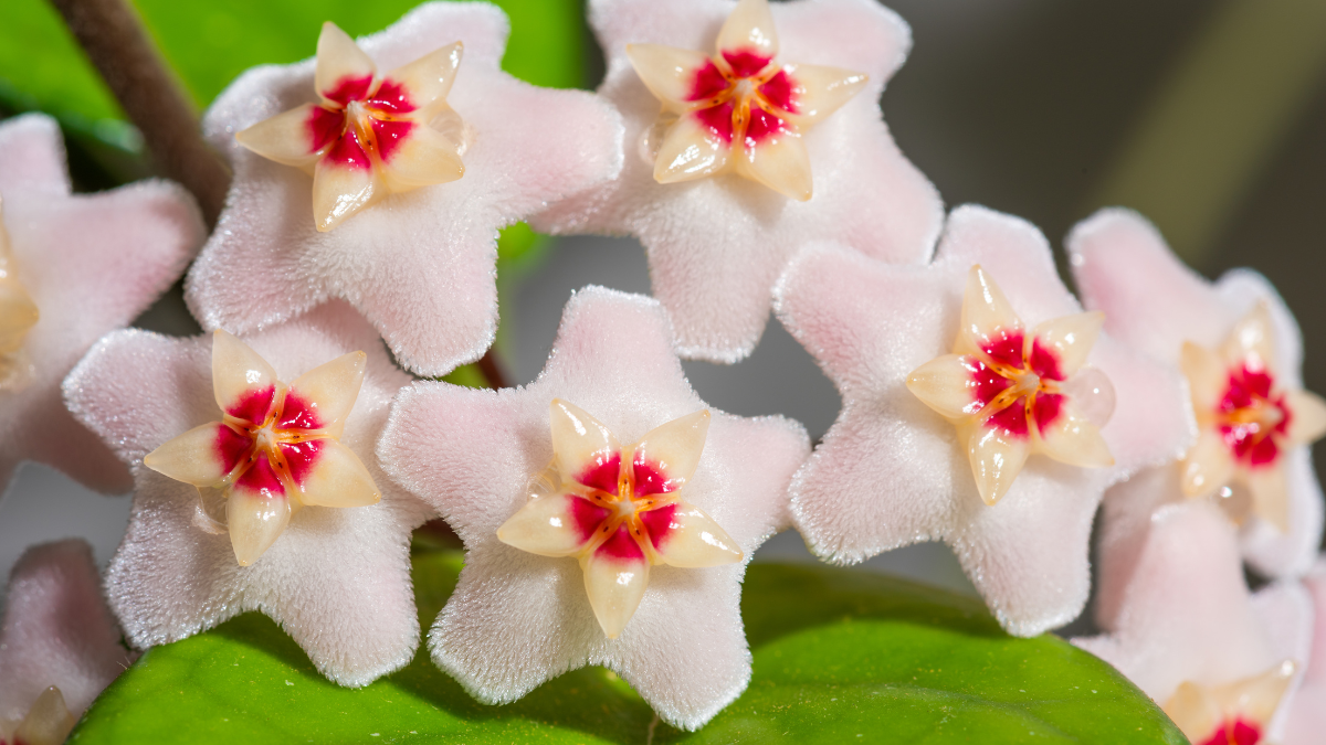 Flor de cera