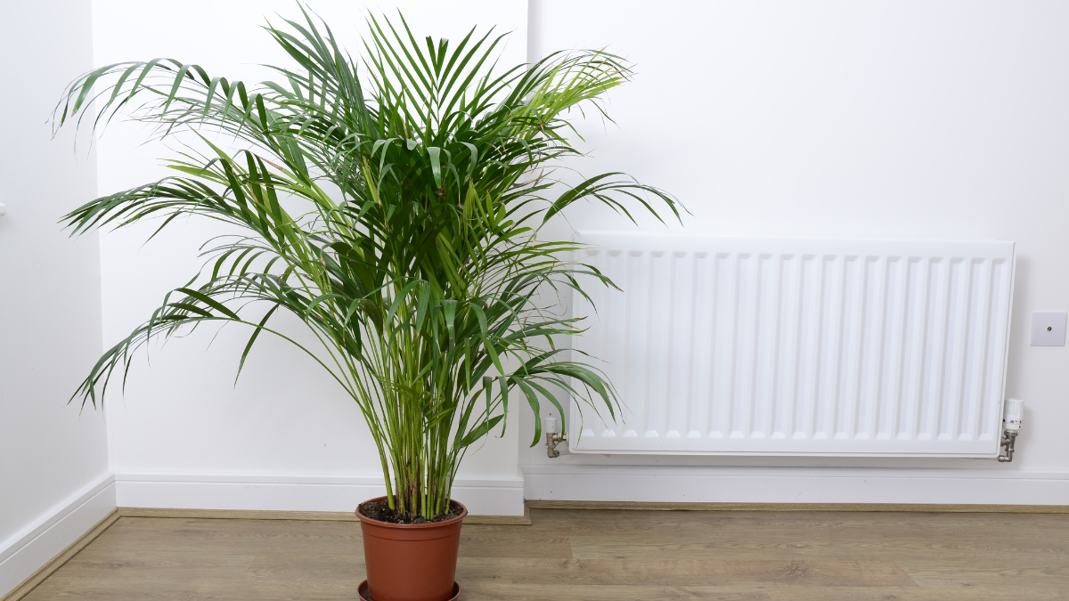 Palmeira-areca