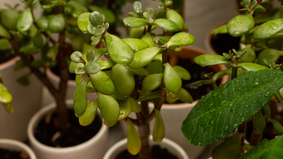 Planta-jade
