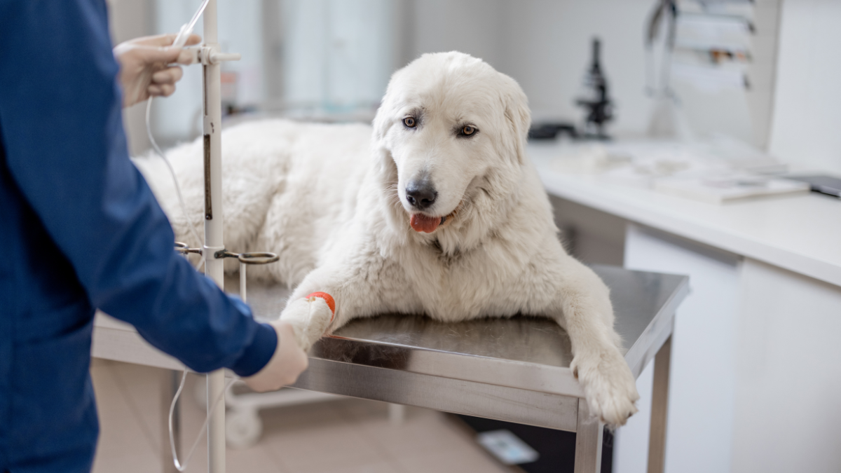 Cãe veterinário