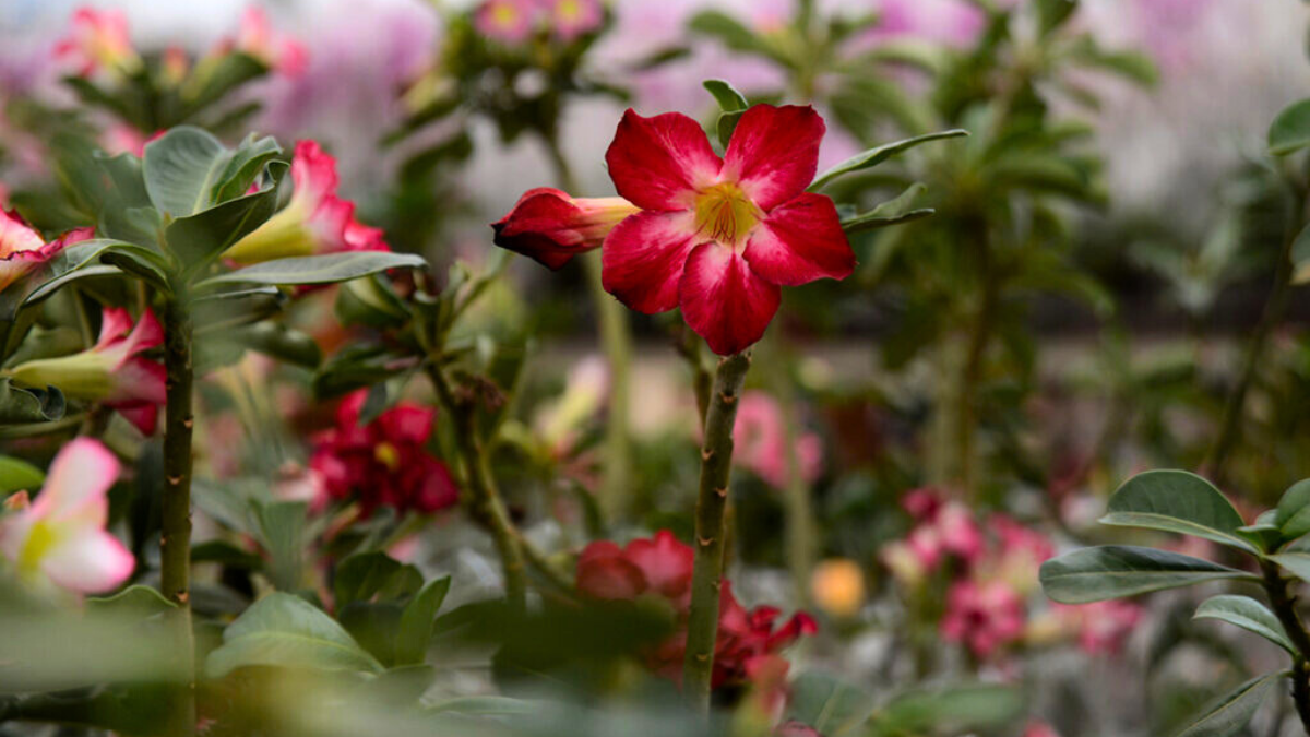 Foto: reprodução Festa de Flores e Morangos
