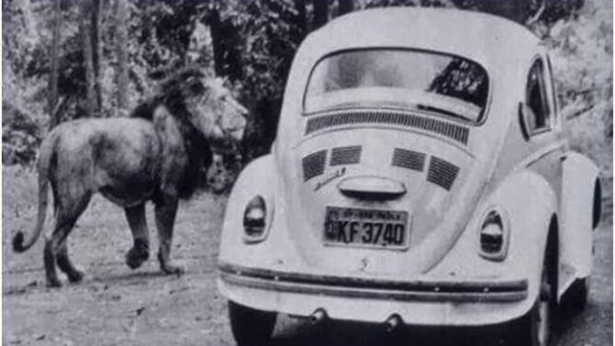 Simba Safari