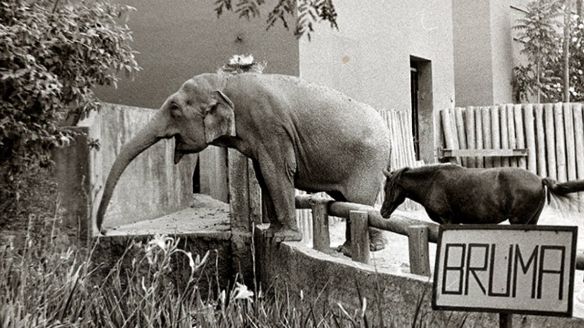 Zoologico