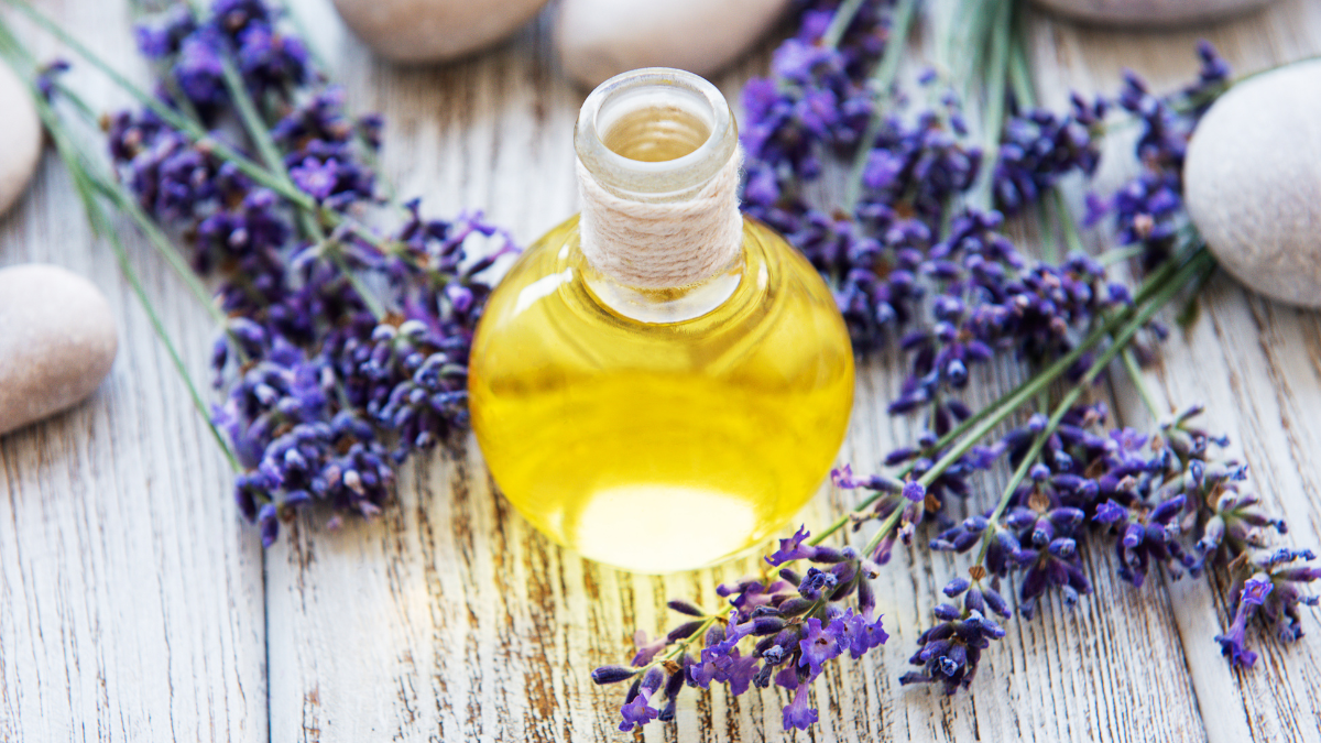 lAVANDA OLEO