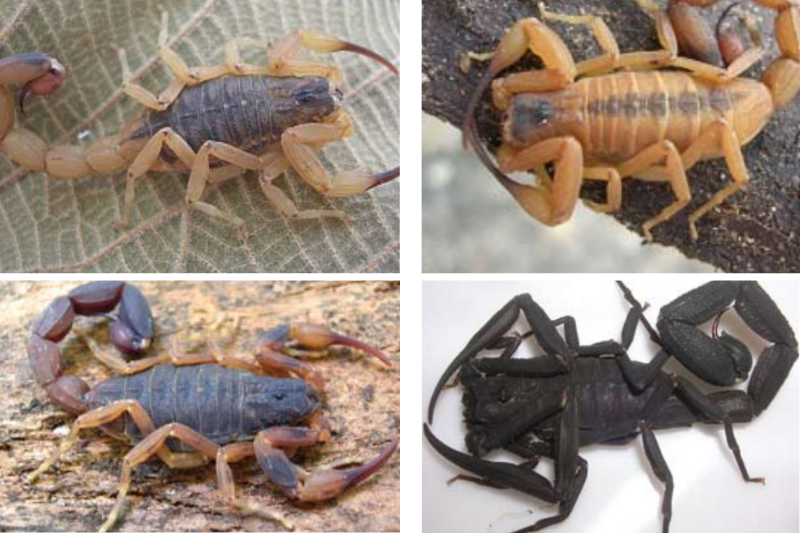 Quatro tipo de escorpião