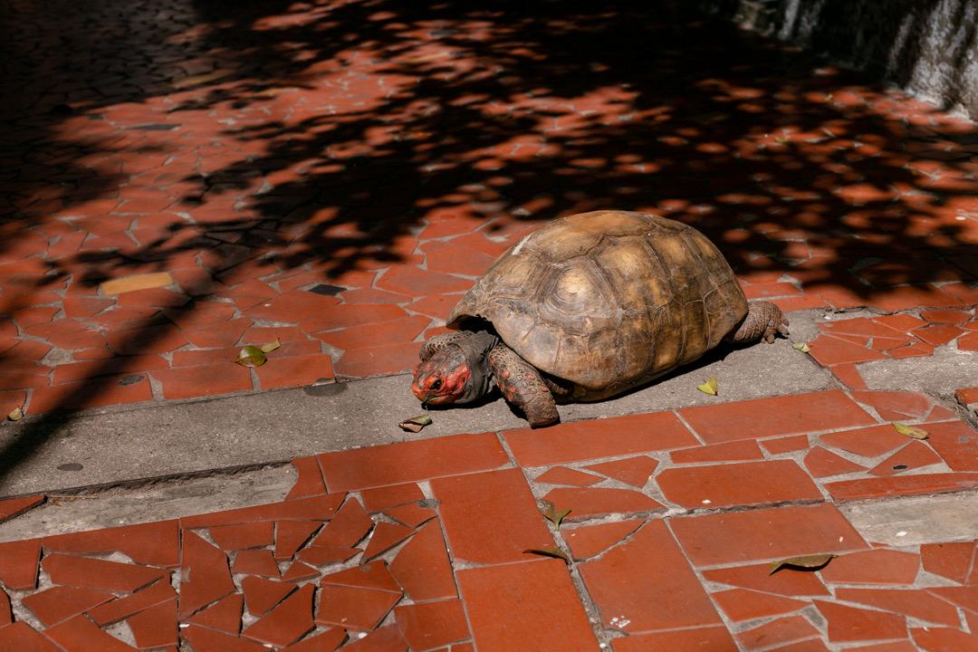 Jabuti resgata lembranças da infância no Café Com Quintal - Foto: Divulgação