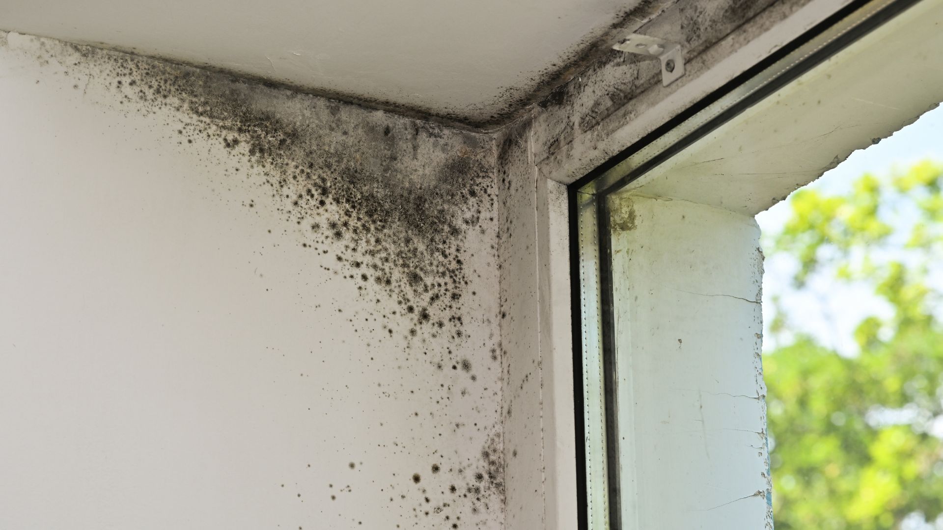 Mofo aparece principalmente em ambientes com excesso de umidade