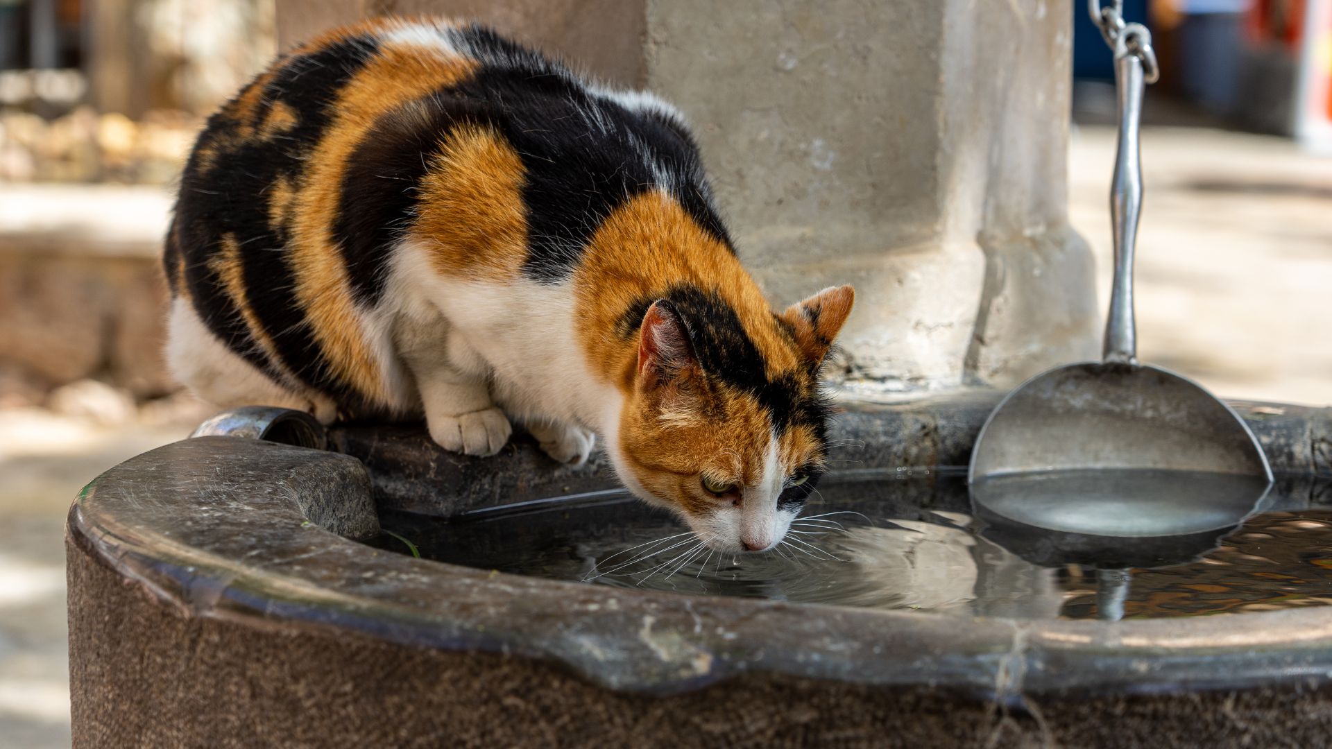 gato bebendo água na fonte