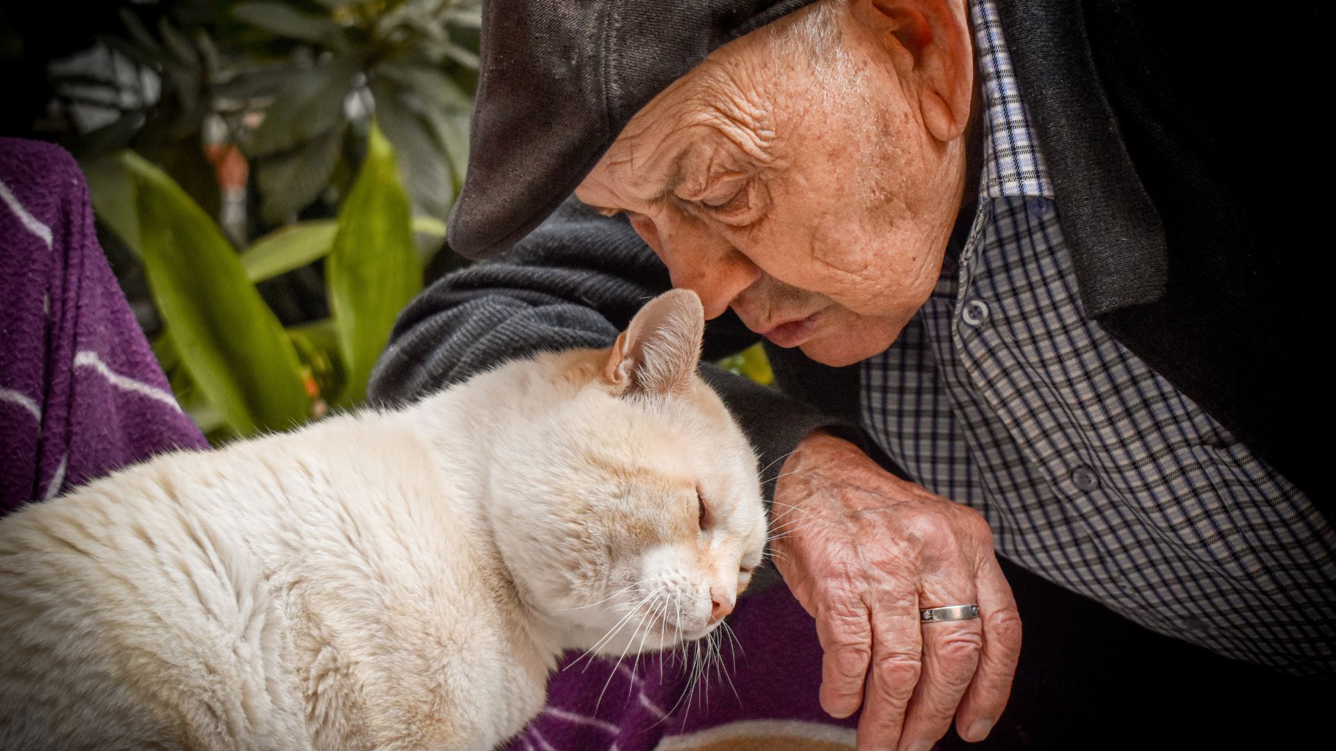 idoso faz carinho em um gato