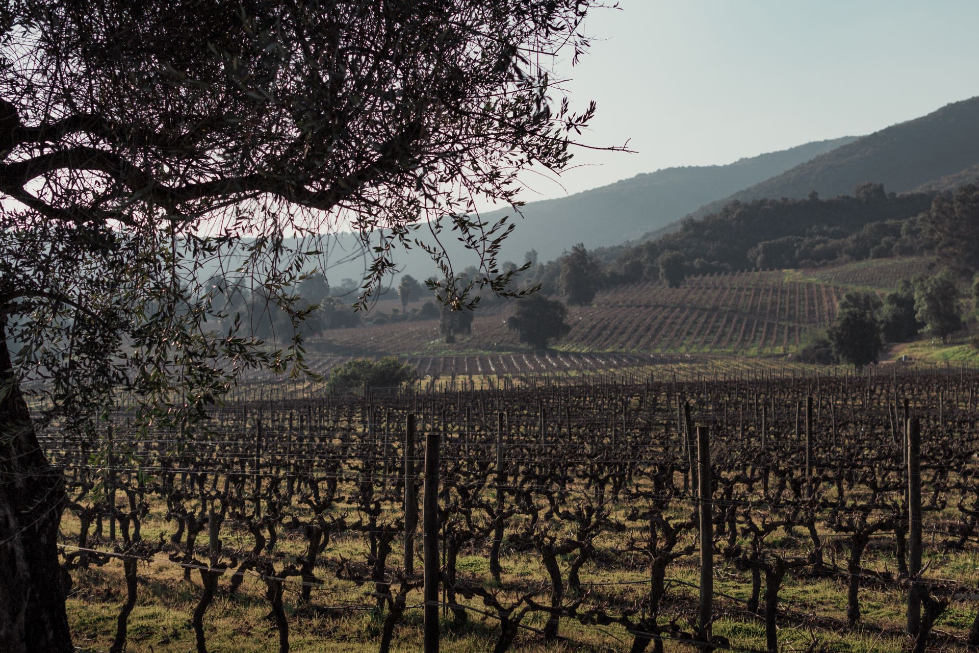 Valle de Calchagua, no Chile