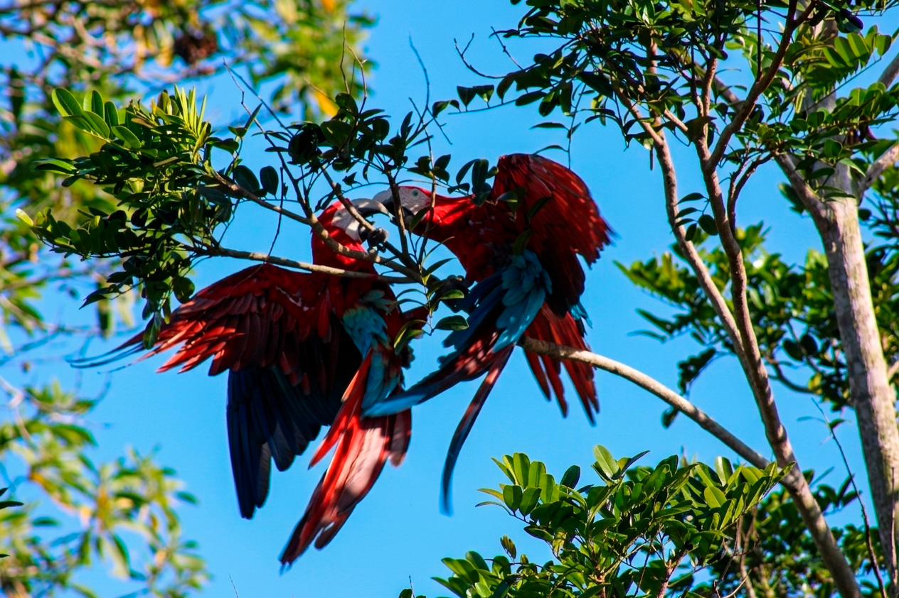 Reprodutor (direita) atacando arara (esquerda) que se aproximou do ninho