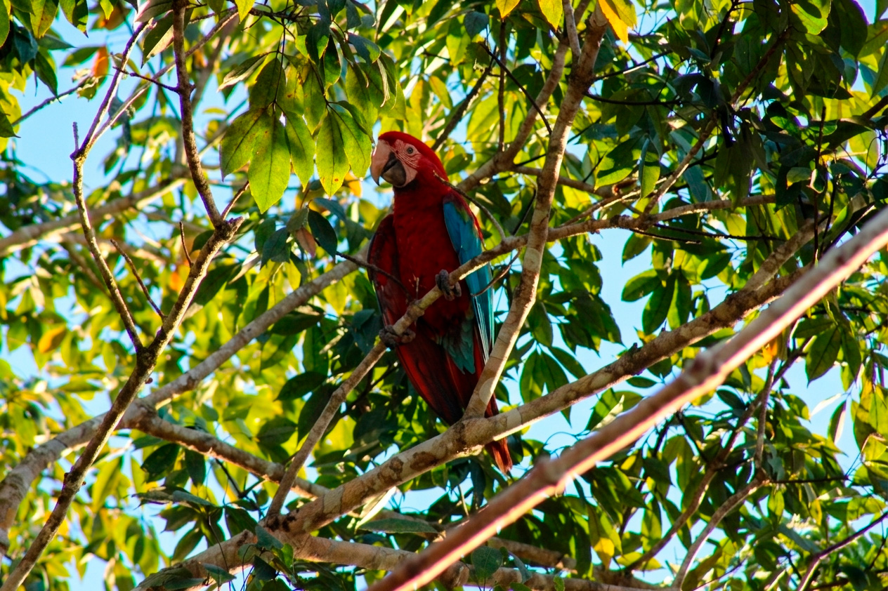 Filhote de arara-vermelha-grande explora mata próxima ao ninho