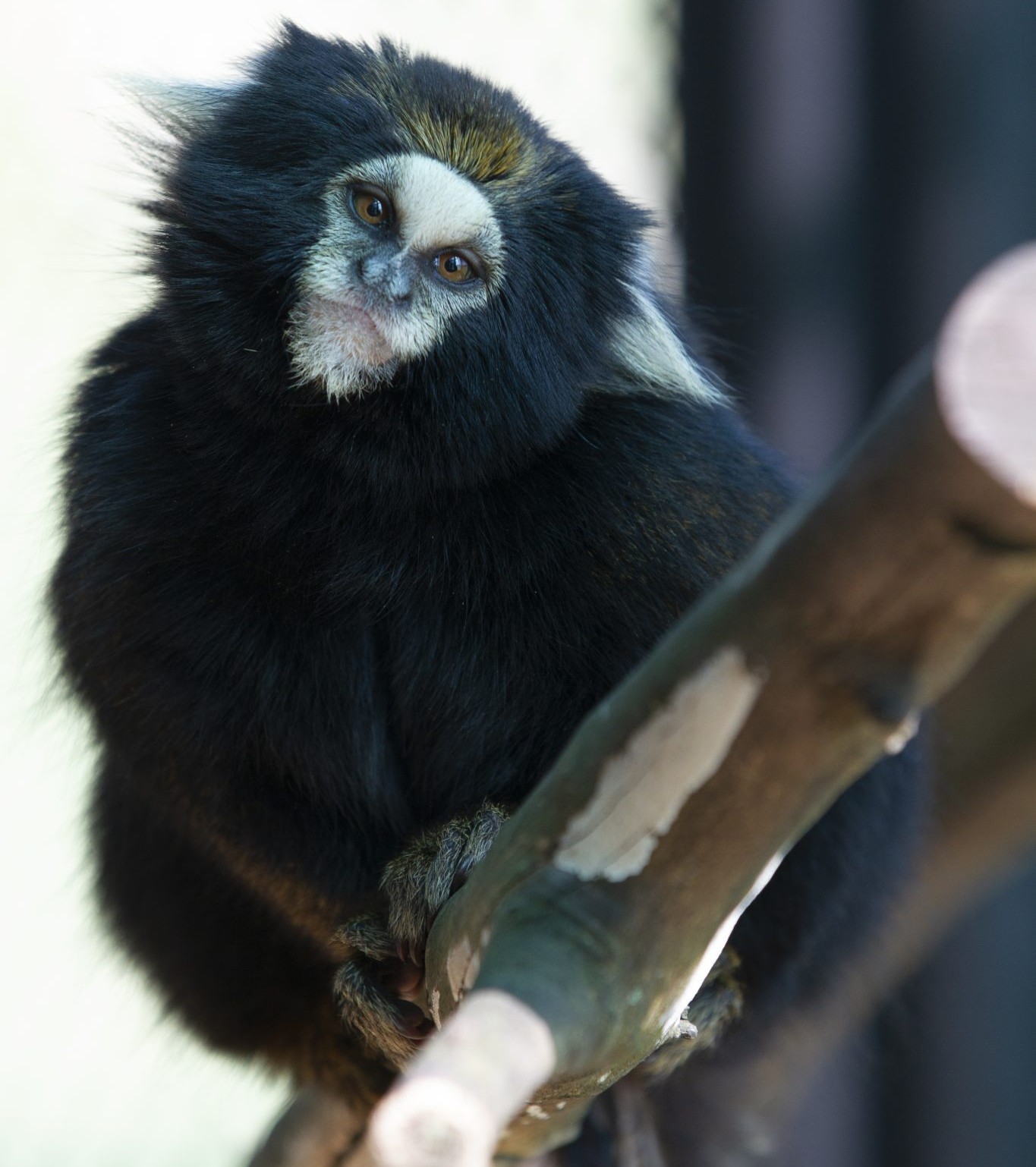 O sagui-da-serra-escuro está ameaçado de extinção e integra programas de conservação