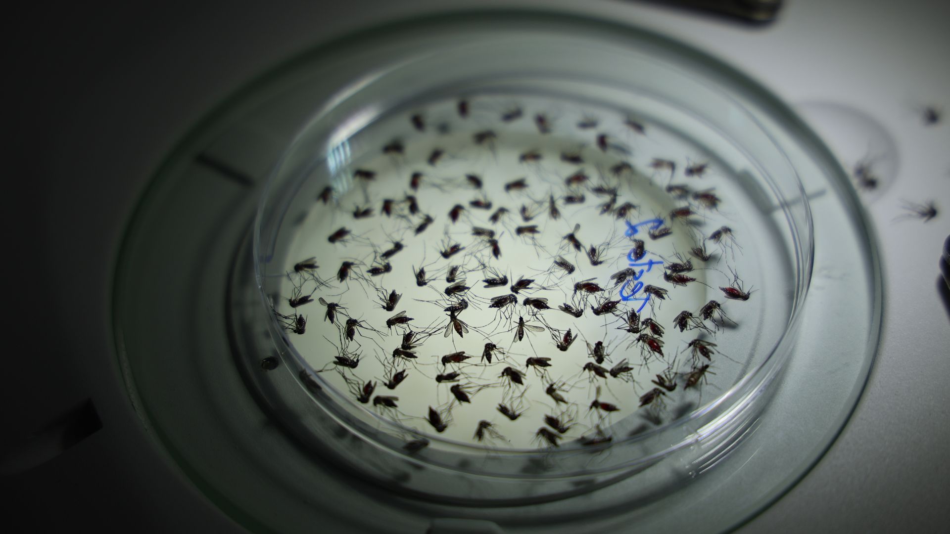O método introduz a bactéria Wolbachia nos ovos do Aedes aegypti em laboratório.