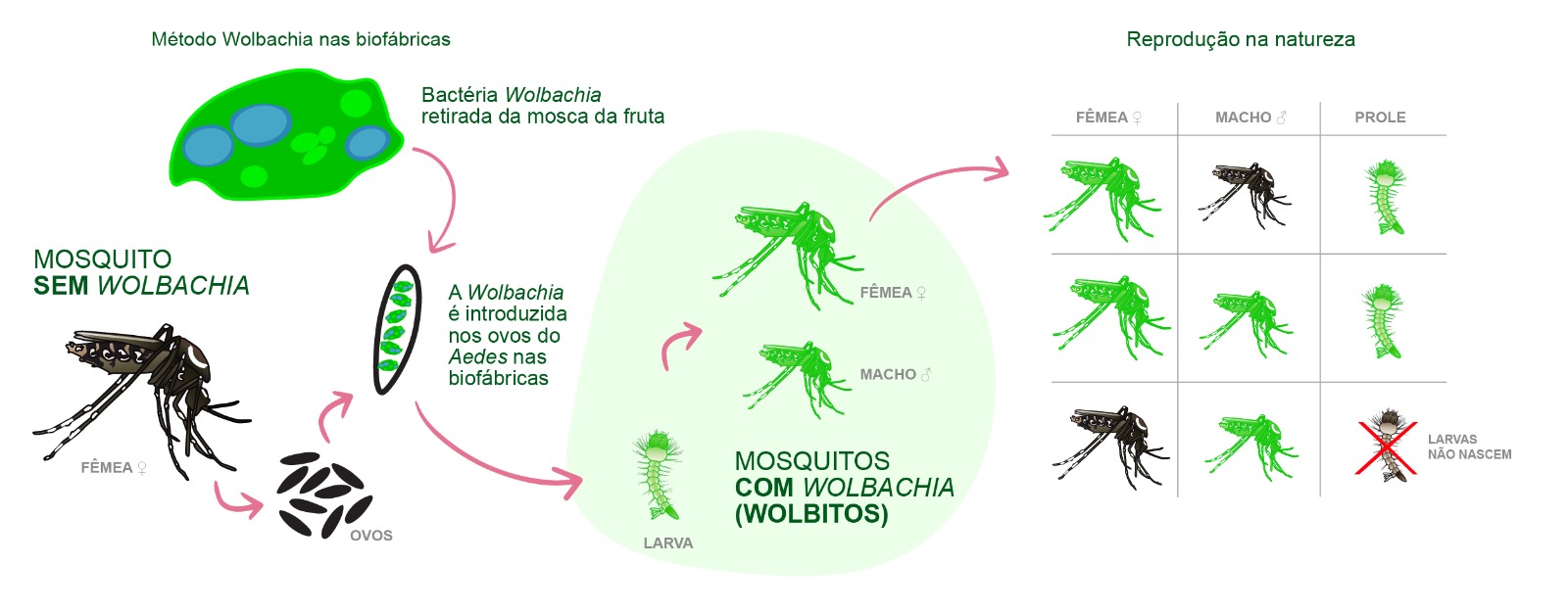 Como funciona o método Wolbachia