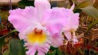 A orquídea tem cor rosa