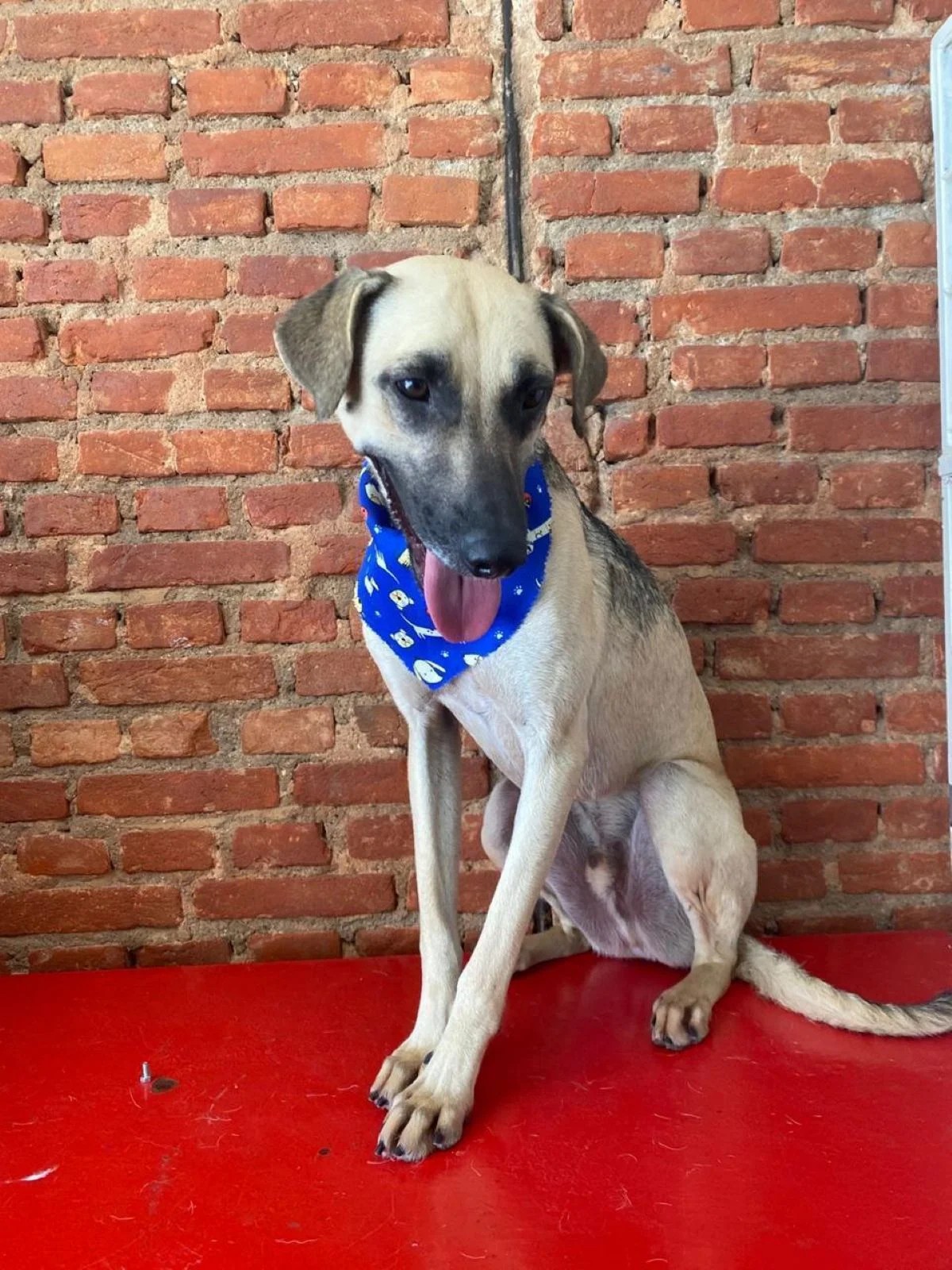 Cachorro Felipe com lenço azul o pescoço oc  