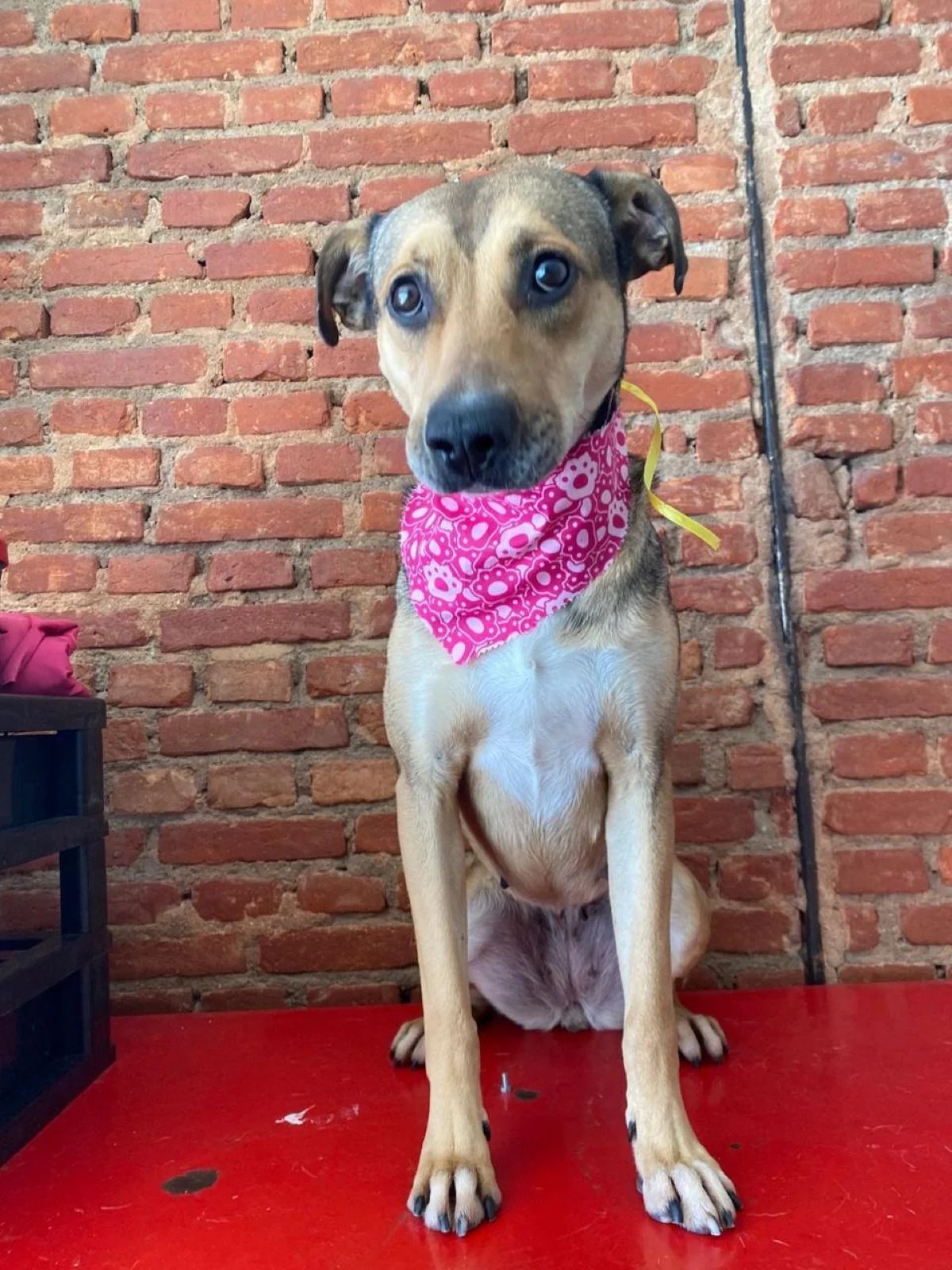 Foto da cadela Luci, com um lenço rosa de  enfeitando o pescoço