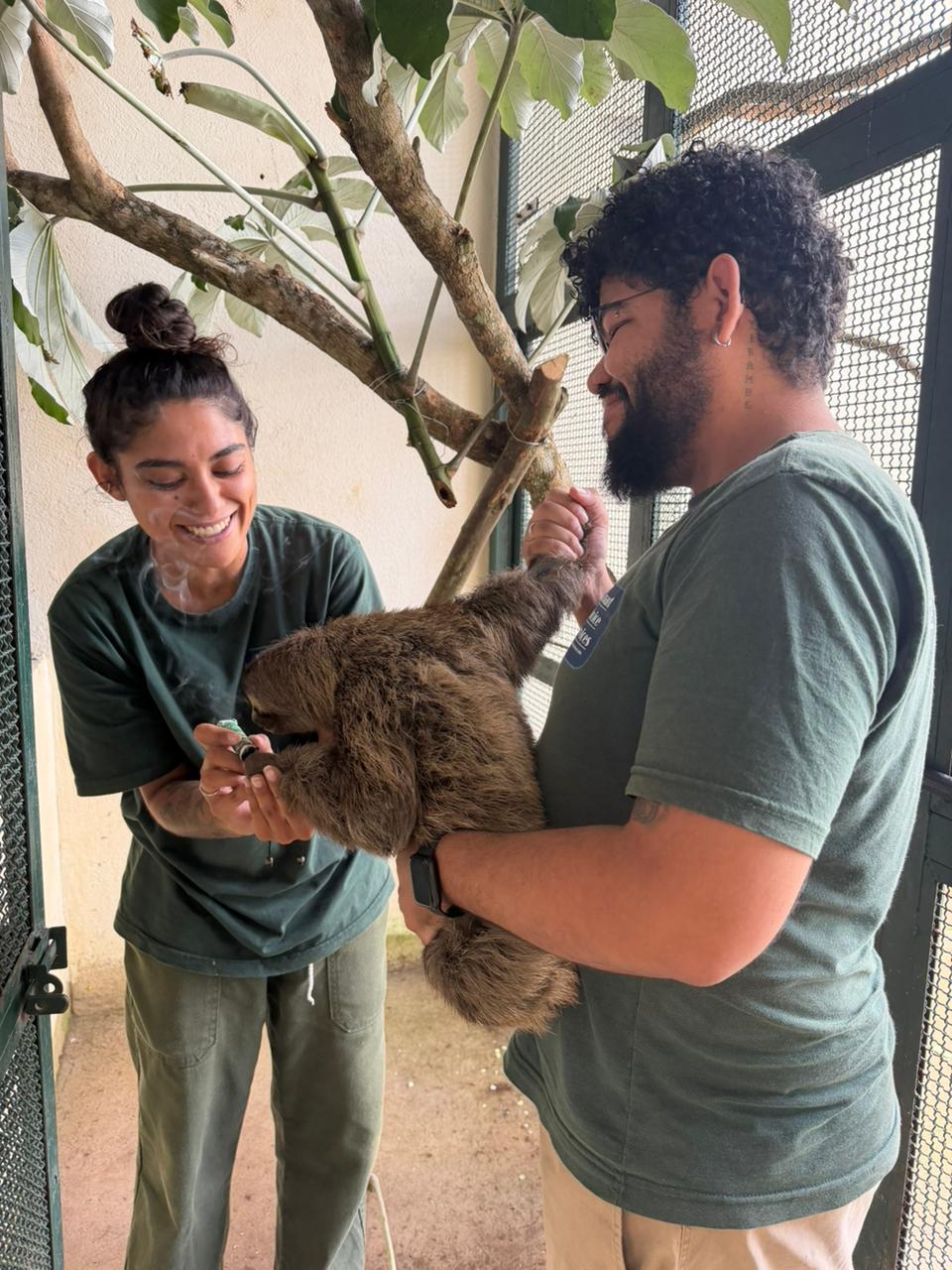  Após 60 dias de cuidados, bicho-preguiça volta à natureza no Parque Carlos Botelho 