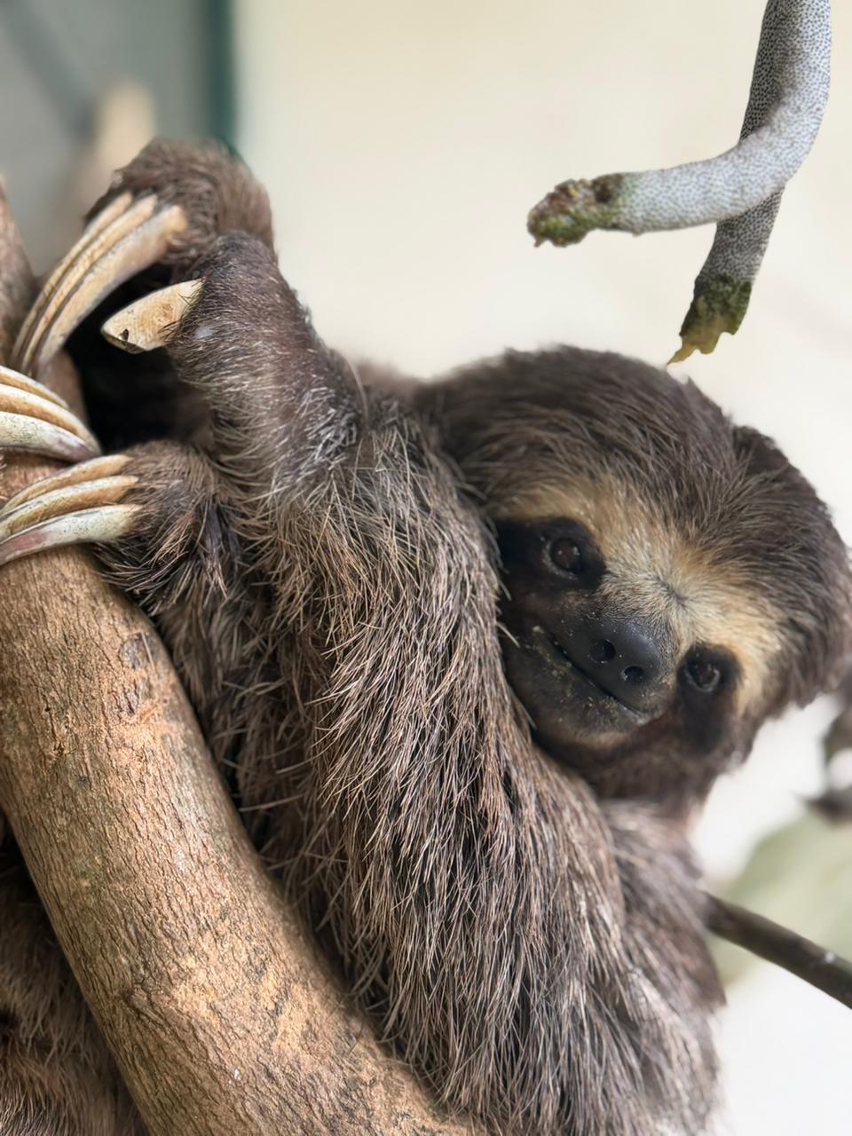 Após 60 dias de cuidados, bicho-preguiça volta à natureza no Parque Carlos Botelho 