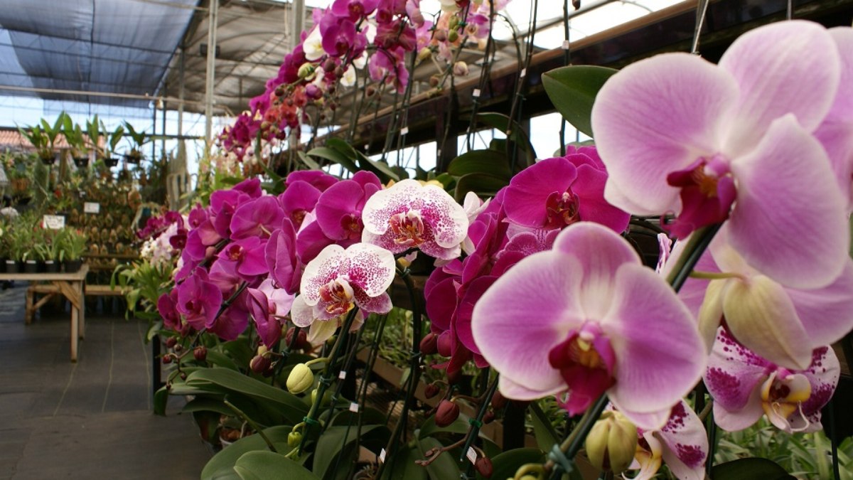 orquídeas
