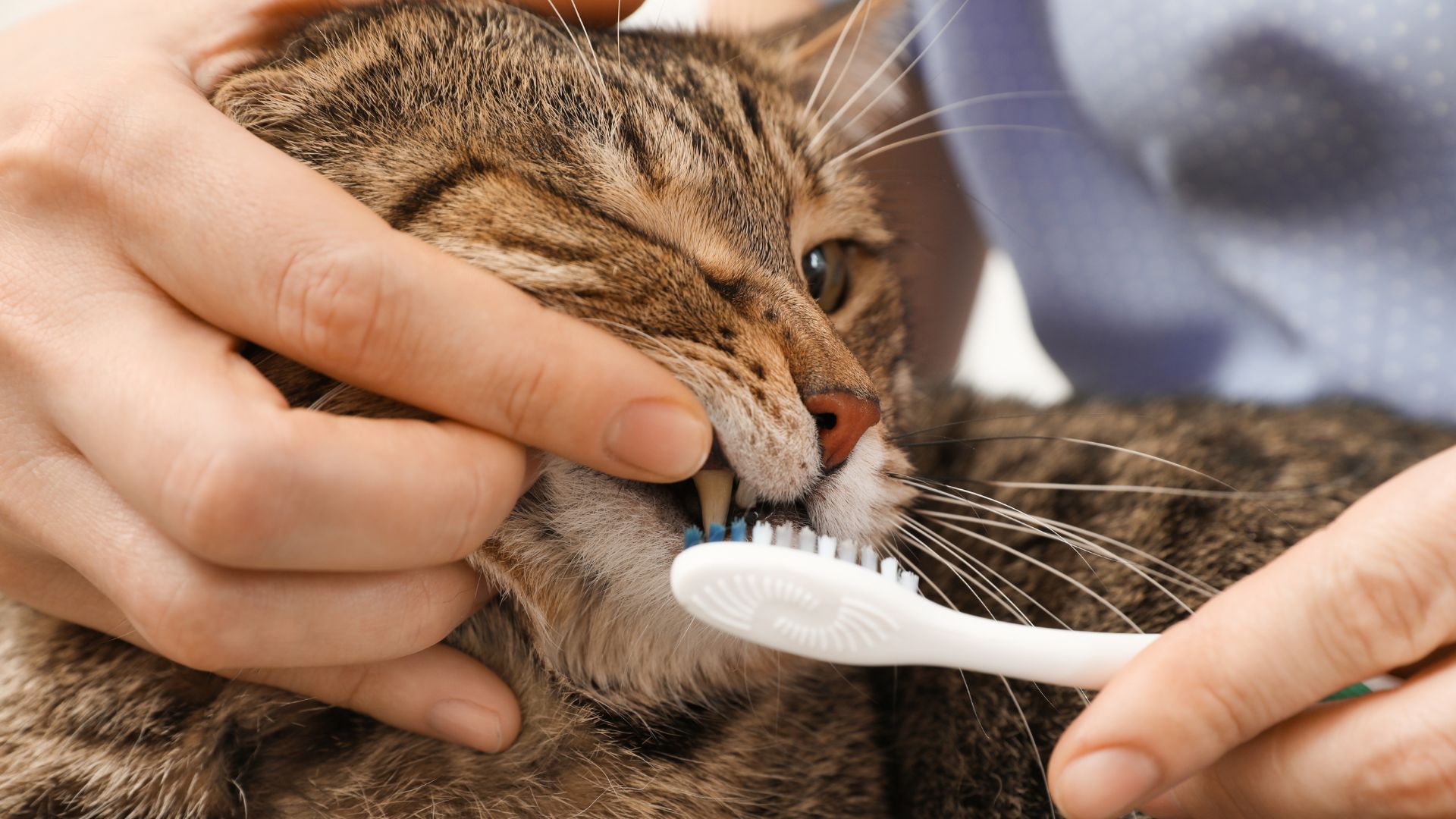 mulher tentando escovar o dente de um gato