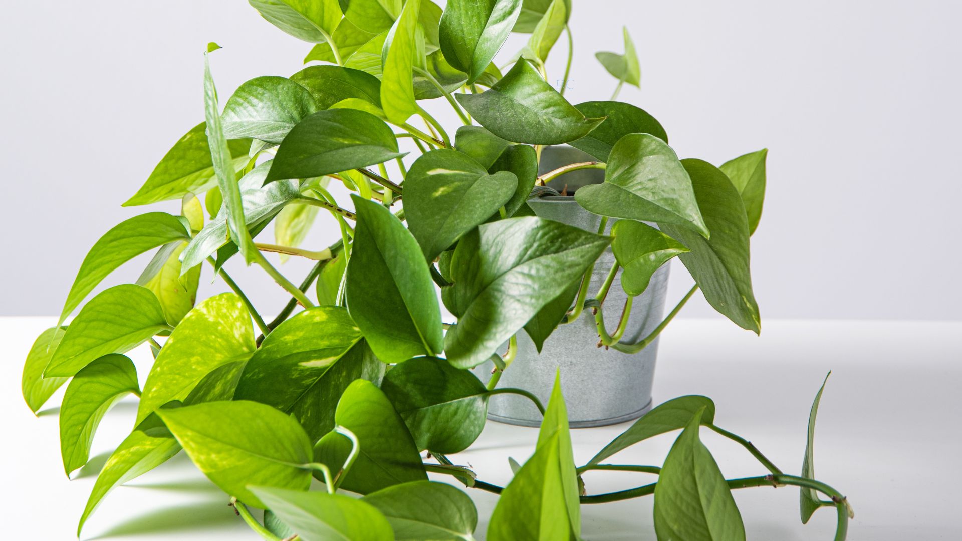 Planta Jiboia em vaso