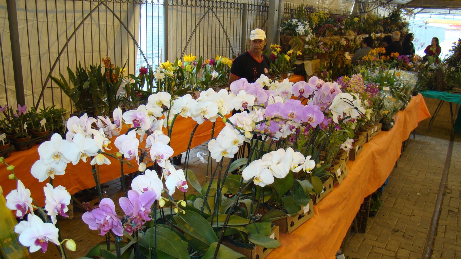 18ª Exposição Nacional de Orquídeas de Valinhos acontece entre os dias 12 e 14 de junho