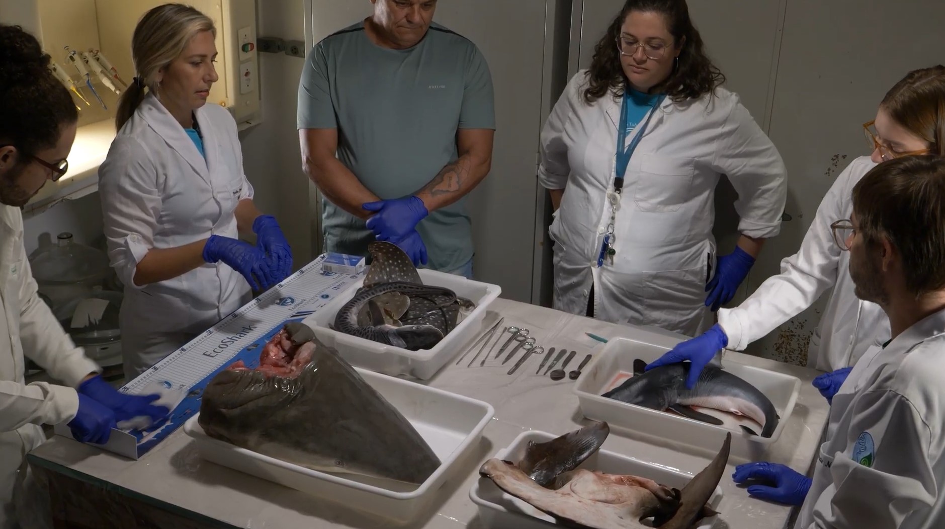 Pesquisadores do Projeto EcoShark analisam órgãos de tubarões capturados acidentalmente