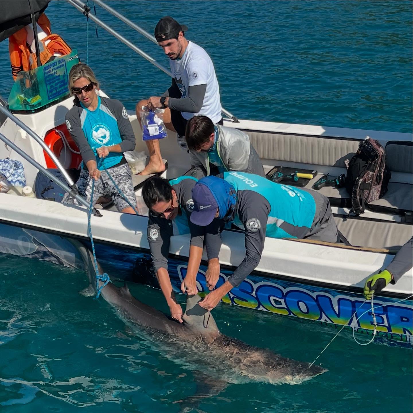 EcoShark reúne cientistas e pescadores para investigar tubarões e ampliar a conservação