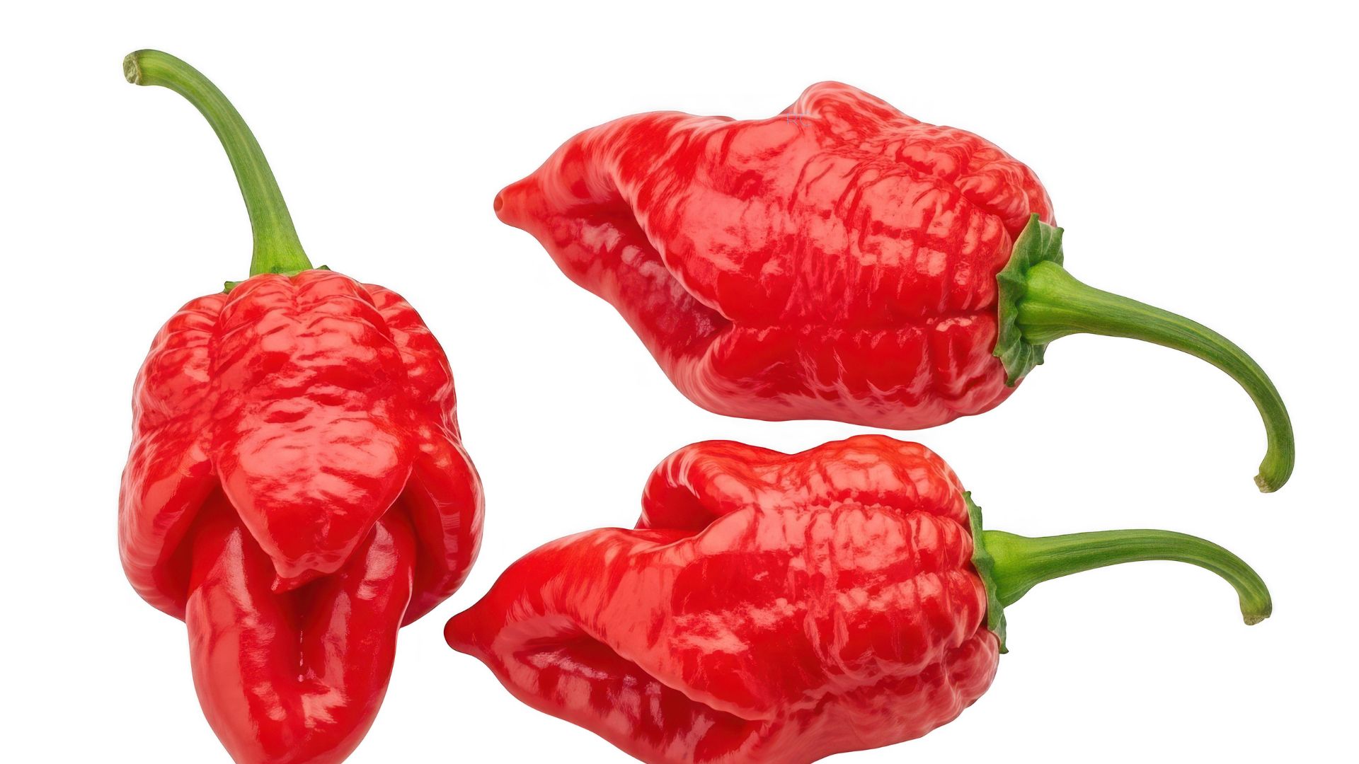 Pimenta Carolina Reaper