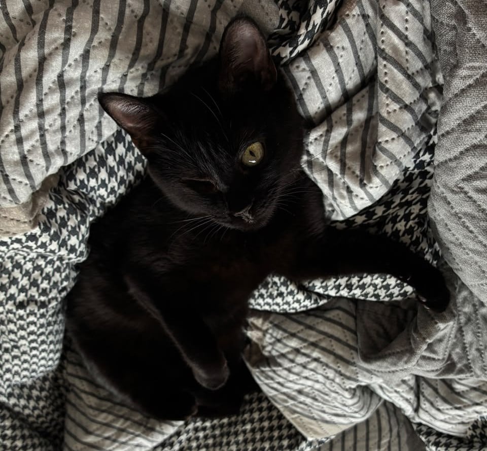 A gatinha Penny Lane superou o preconceito e encontrou seu lar